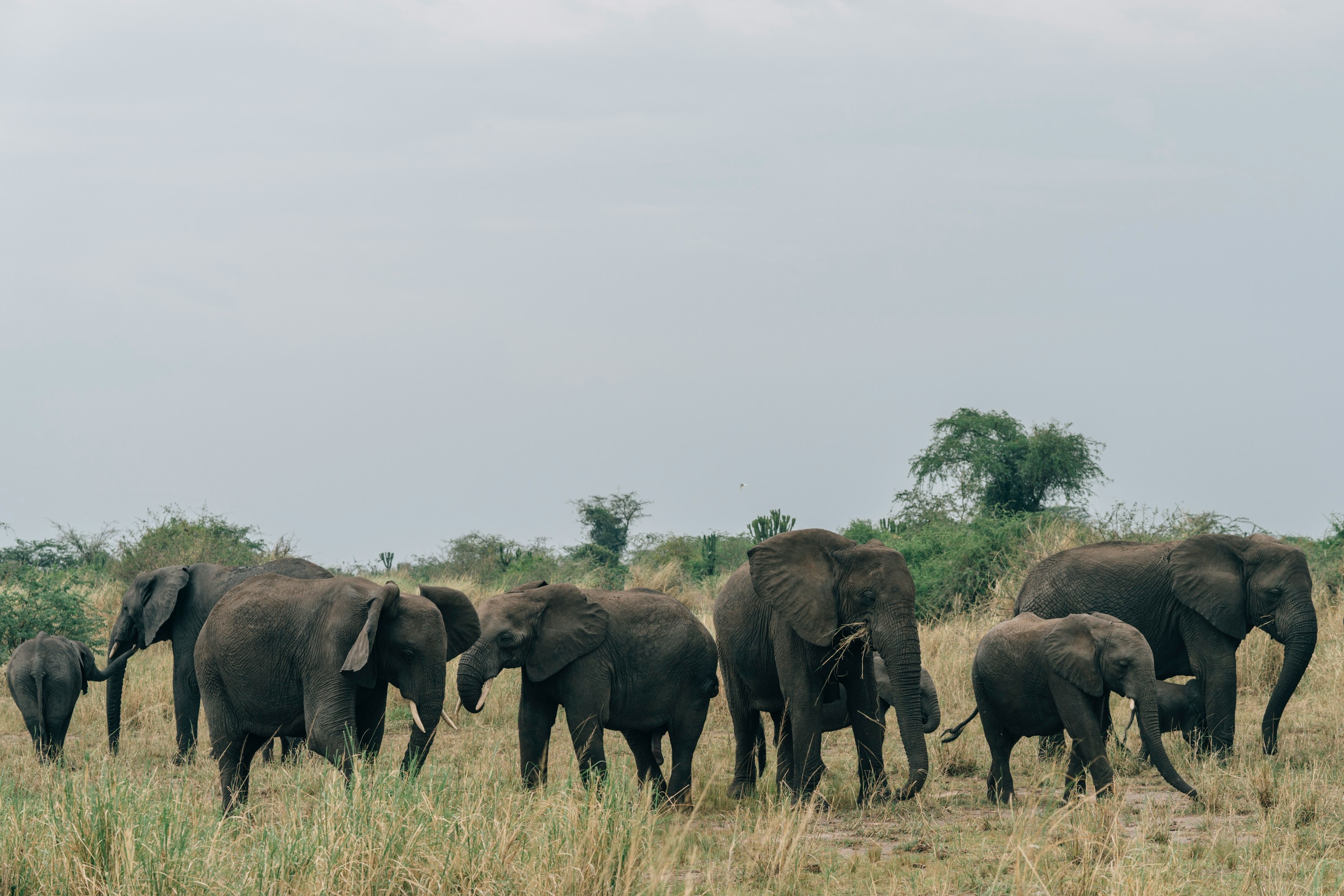 African Elephant Amboseli